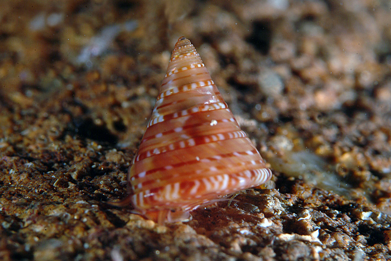 Calliostoma sp.